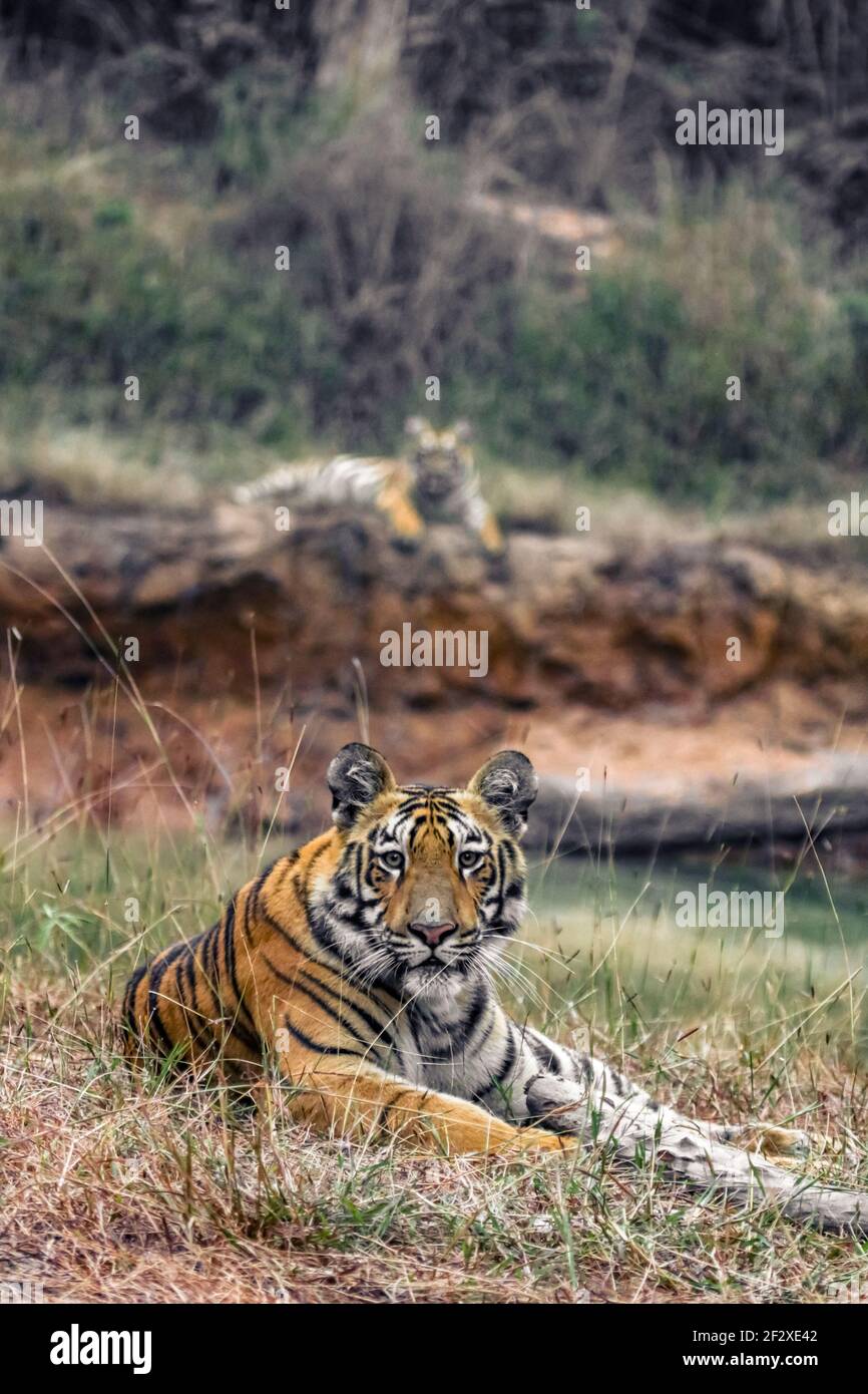 A selective focus shot of a beautiful tiger lying on the grass Stock Photo