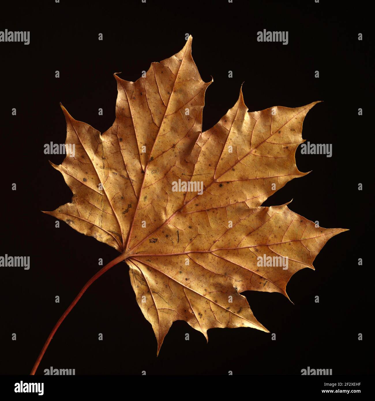 An orange maple leaf isolated on a black background Stock Photo - Alamy