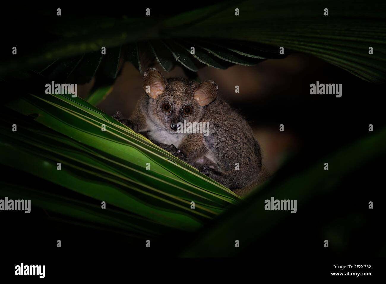 Northern Greater Galago - Otolemur garnettii also Garnett greater galago or Small-eared Greater Galago, nocturnal, arboreal primate endemic to Africa, Stock Photo