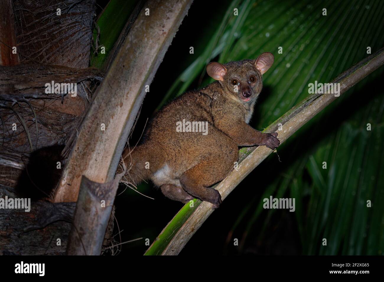 Northern Greater Galago - Otolemur garnettii also Garnett greater galago or Small-eared Greater Galago, nocturnal, arboreal primate endemic to Africa, Stock Photo