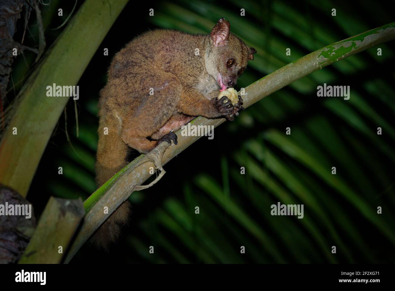 Northern Greater Galago - Otolemur garnettii also Garnett greater galago or Small-eared Greater Galago, nocturnal, arboreal primate endemic to Africa, Stock Photo