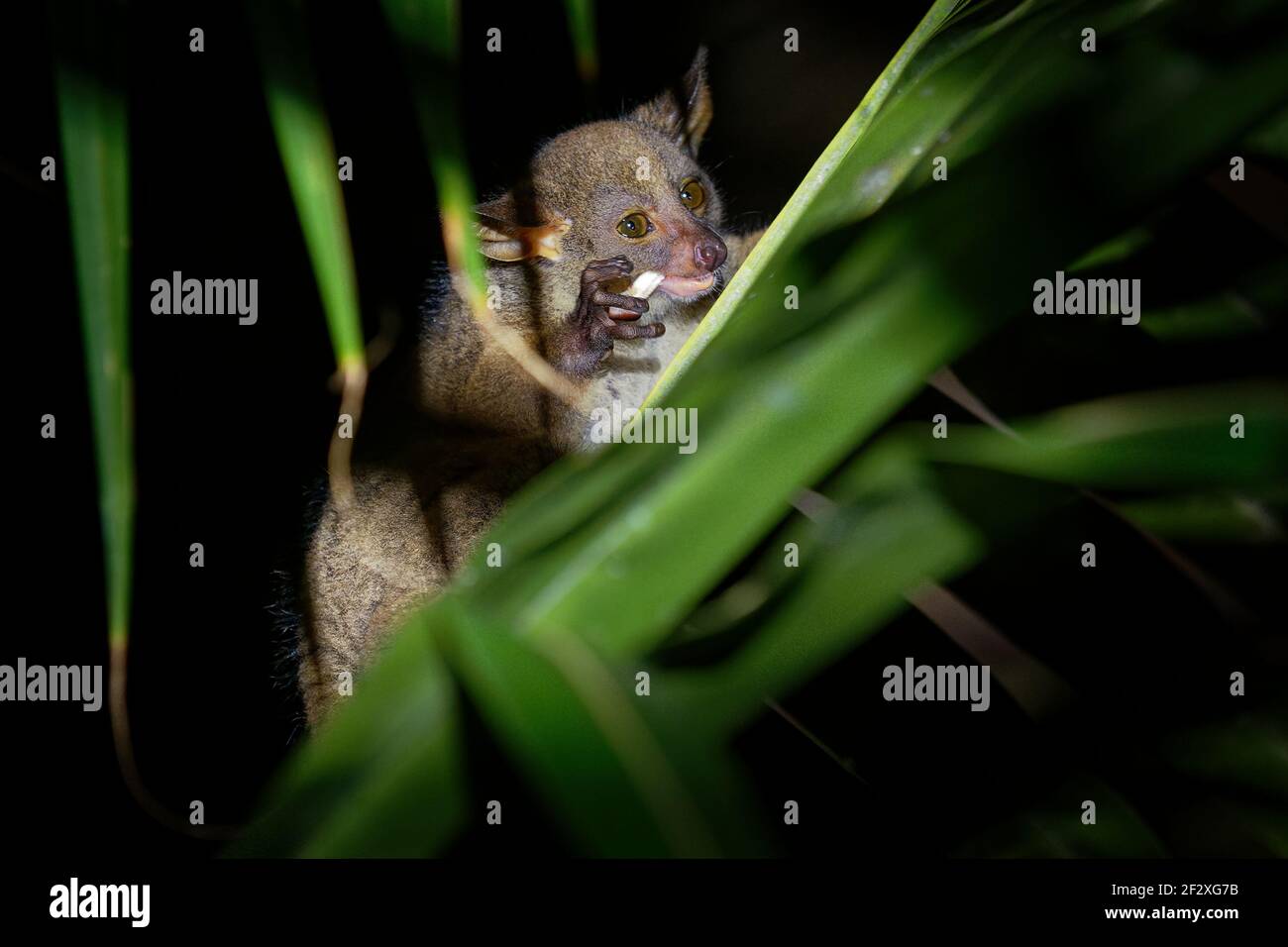 Northern Greater Galago - Otolemur garnettii also Garnett greater galago or Small-eared Greater Galago, nocturnal, arboreal primate endemic to Africa, Stock Photo