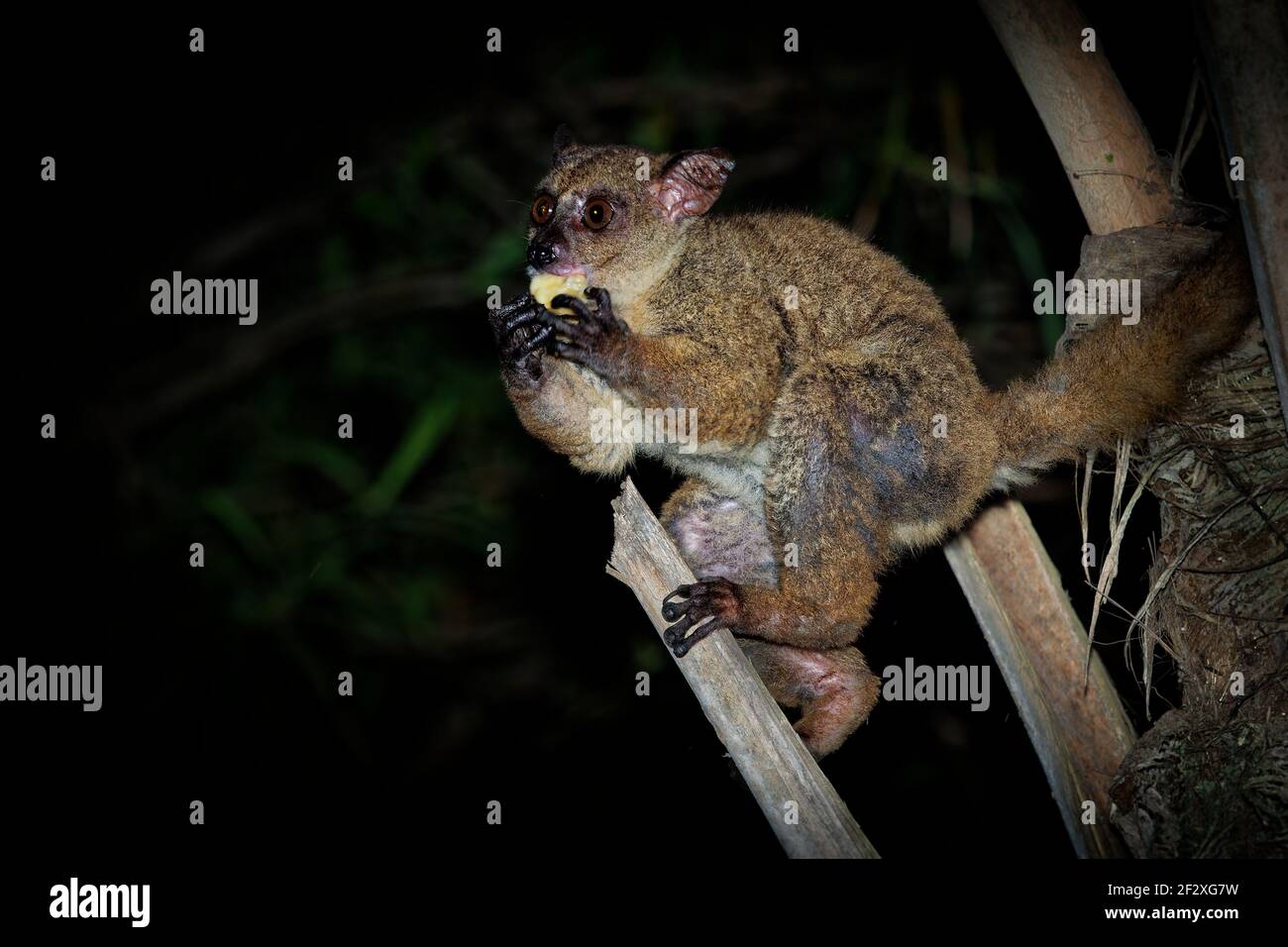 Northern Greater Galago - Otolemur garnettii also Garnett greater galago or Small-eared Greater Galago, nocturnal, arboreal primate endemic to Africa, Stock Photo