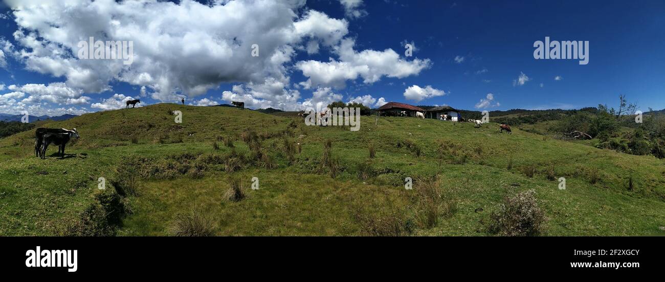 A panoramic shot of a green field with grazing cows under the cloudy ...
