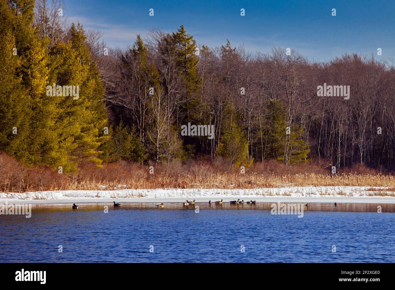 Migrating spring waterfowl resting on Lower Lake at Promised Land State