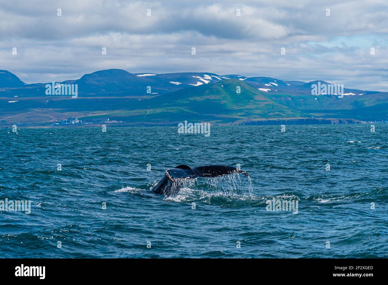 Humpback whale seen during whale watching excursion near Husavik ...