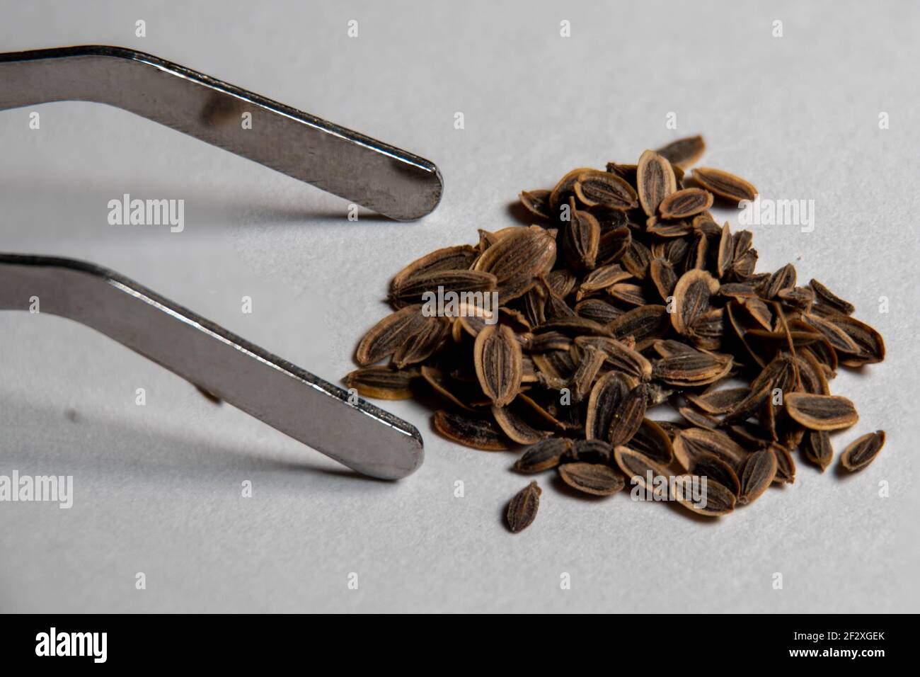 Macro image of stainless steel tweezers next to dry Dill (Anethum graveolens) seeds an annual herb in the celery family Apiaceae Stock Photo