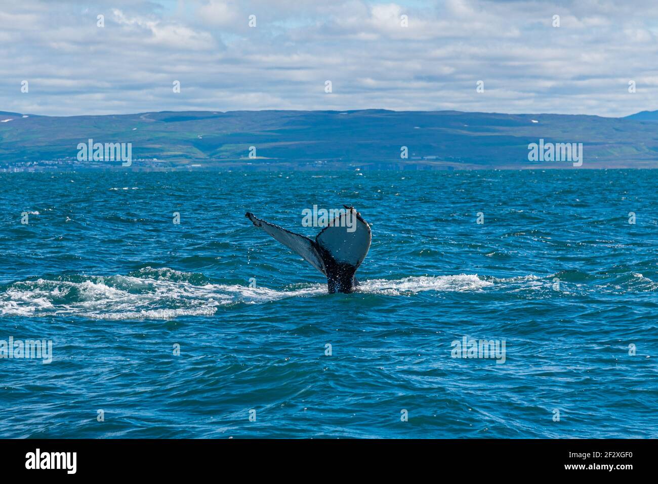 Iceland whale safari hi-res stock photography and images - Alamy