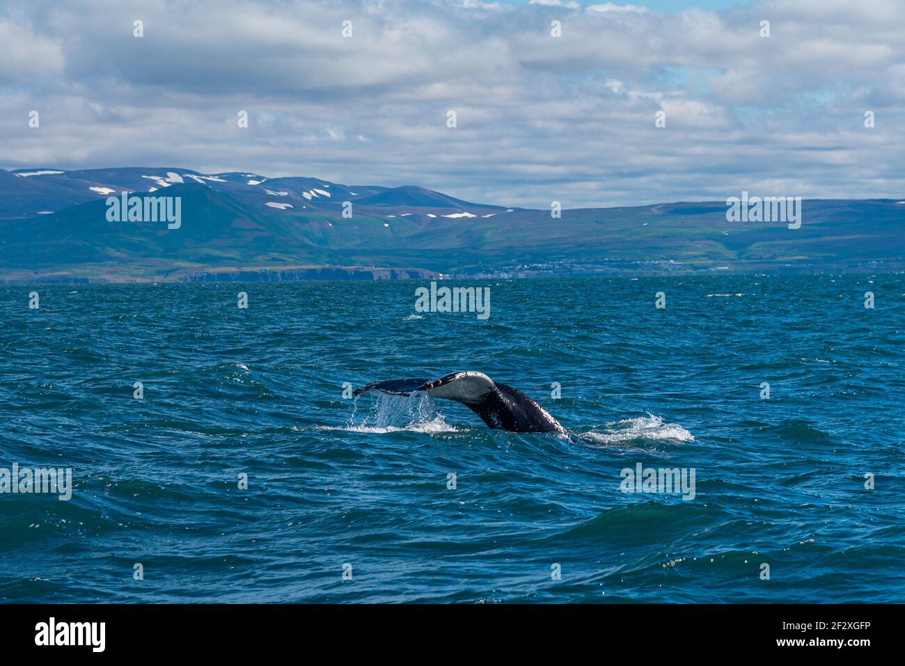 Iceland whale safari hi-res stock photography and images - Alamy