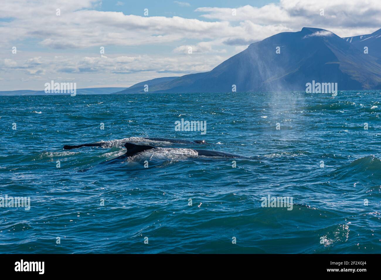 Two Humpback whales seen during whale watching excursion near Husavik ...