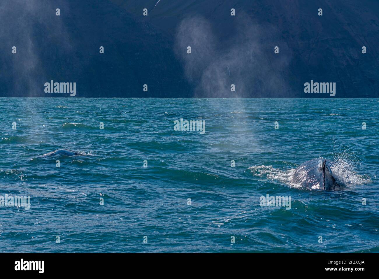 Two Humpback whales seen during whale watching excursion near Husavik ...