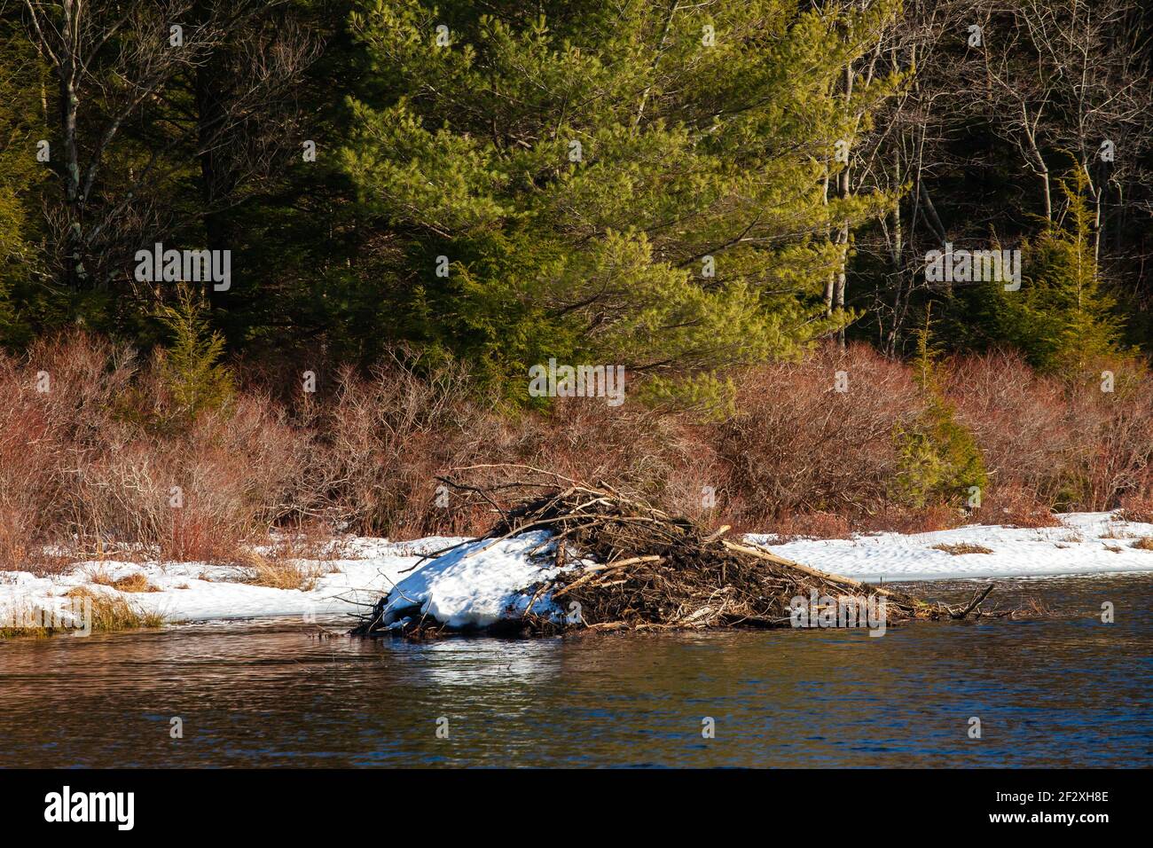 Caster canadensis hires stock photography and images Alamy