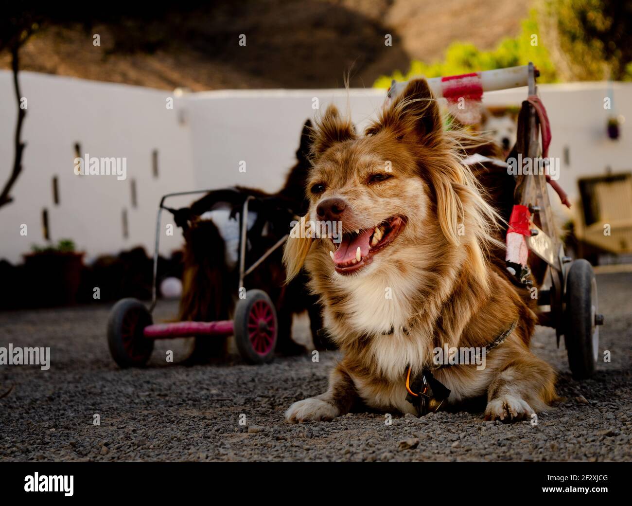 Disabled dog with wheelchair Small dog with blond hair Stock Photo