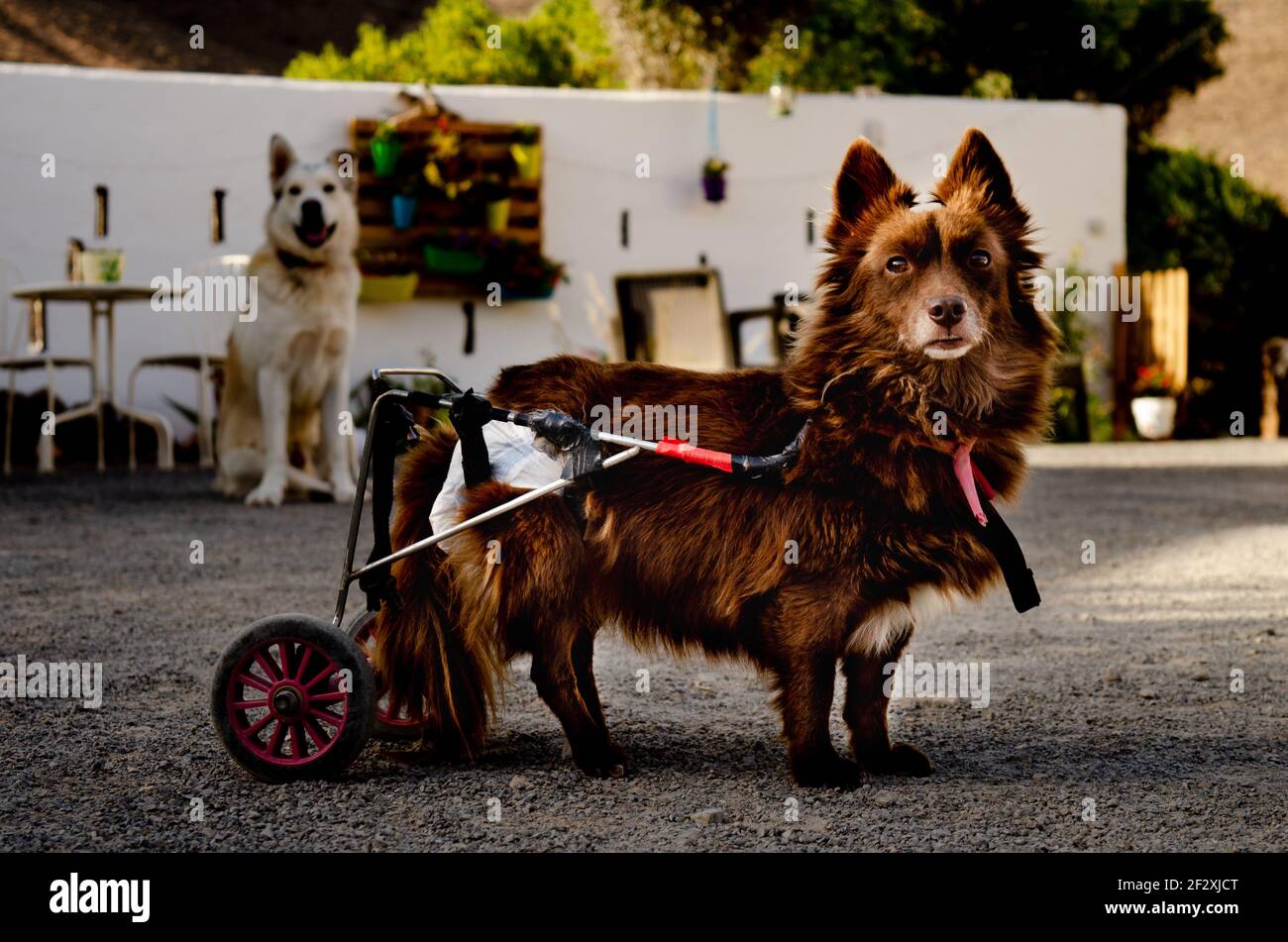 Disabled dog with wheels Brown hair small dog Stock Photo Alamy