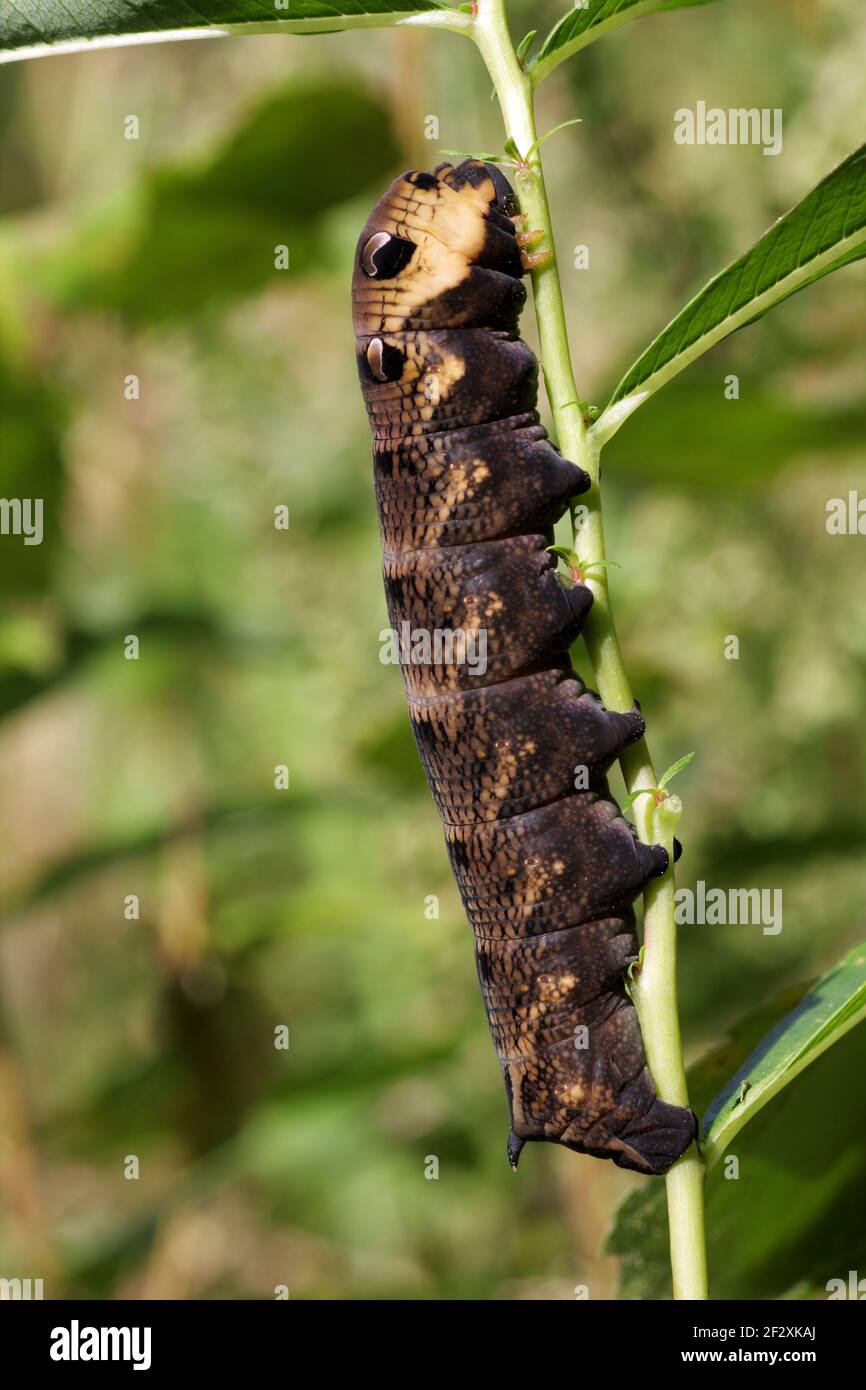 Elephant Hawkmoth larva - Deilephila elpenor Stock Photo