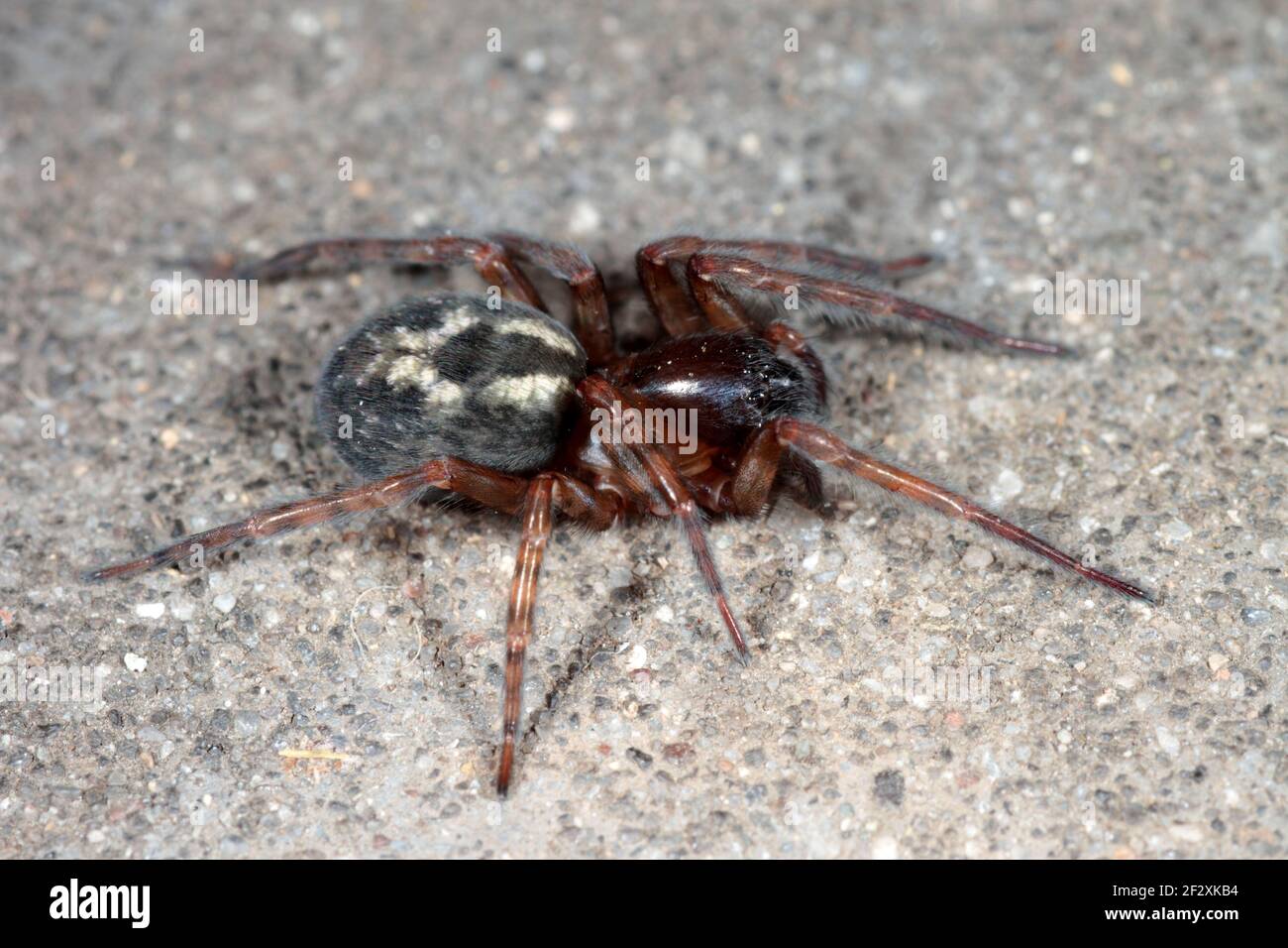 Lace Weaver Spider - Amaurobius similis Stock Photo