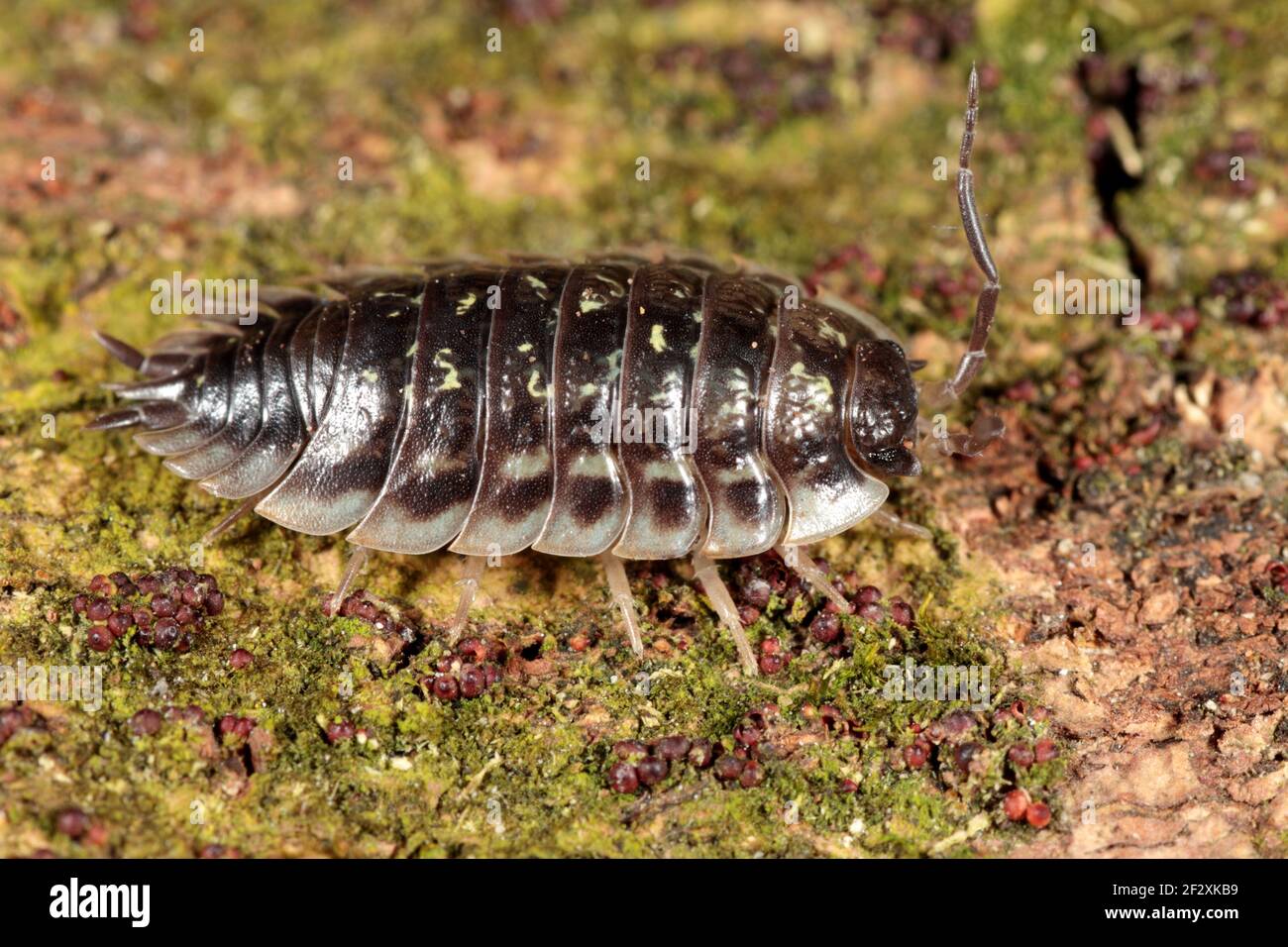 Common Shiny Woodlouse - Oniscus asellus Stock Photo
