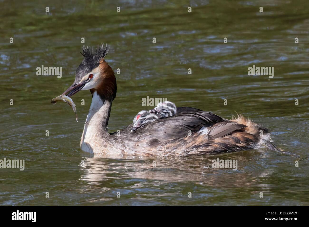 great crested grebe, Podiceps cristatus, adult swimming with chick, Norfolk, England, United Kingdom Stock Photo