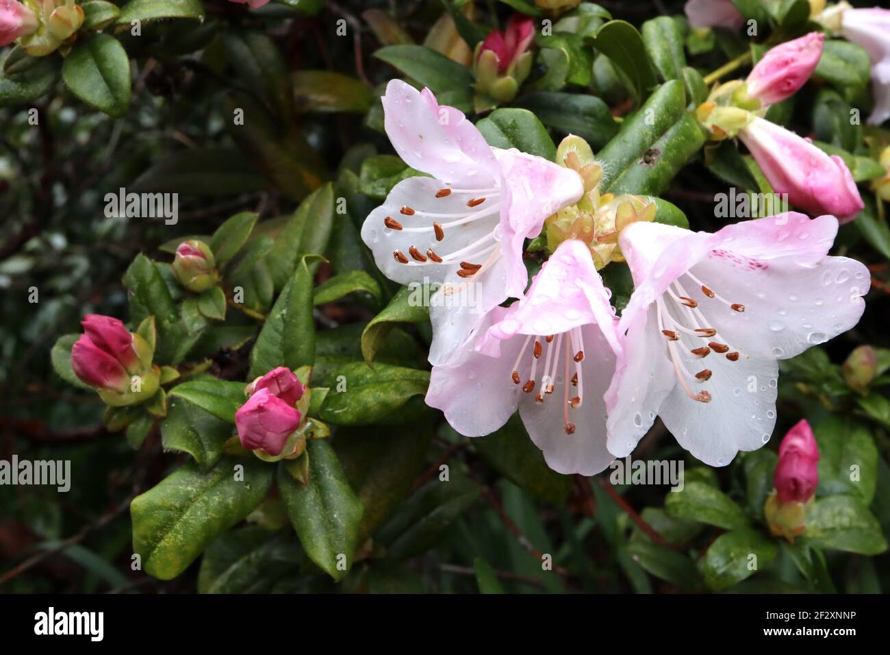 Rhododendron pseudochrysanthum false-gold-flower rhododendron – white flowers with pink petal backs,  March, England, UK Stock Photo