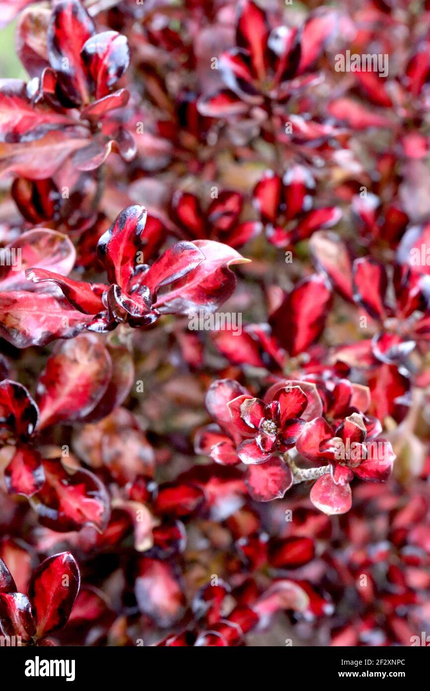 Coprosma repens ‘Pacific Sunset’ Looking-glass plant Pacific Sunset – small red ovate leaves with irregular black markings,   March, England, UK Stock Photo