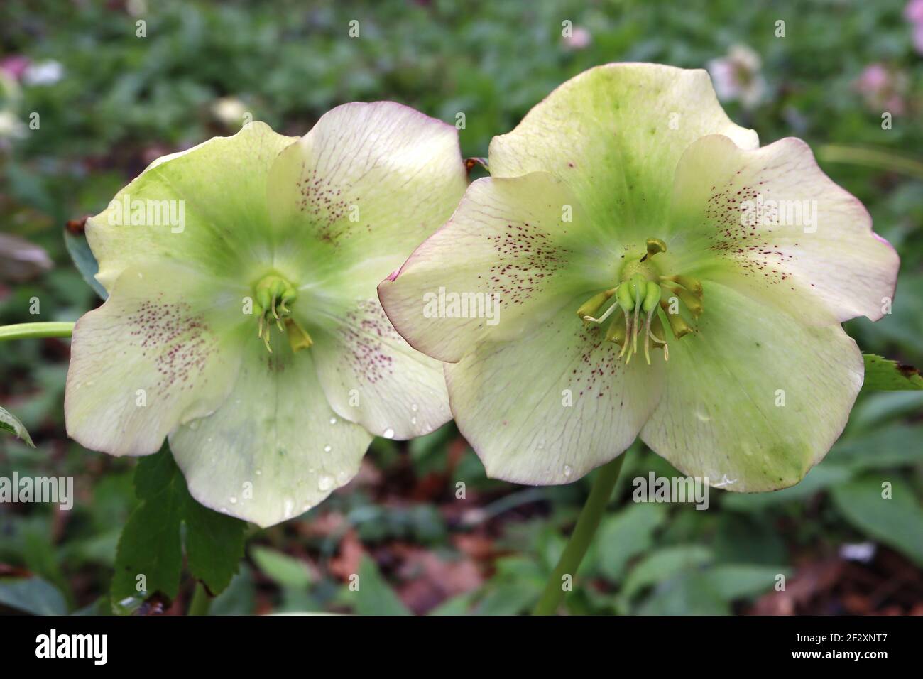 Helleborus x hybridus Yellow Lady Hellebore Yellow Lady – very pale yellow flowers with sparse purple freckles,  March, England, UK Stock Photo