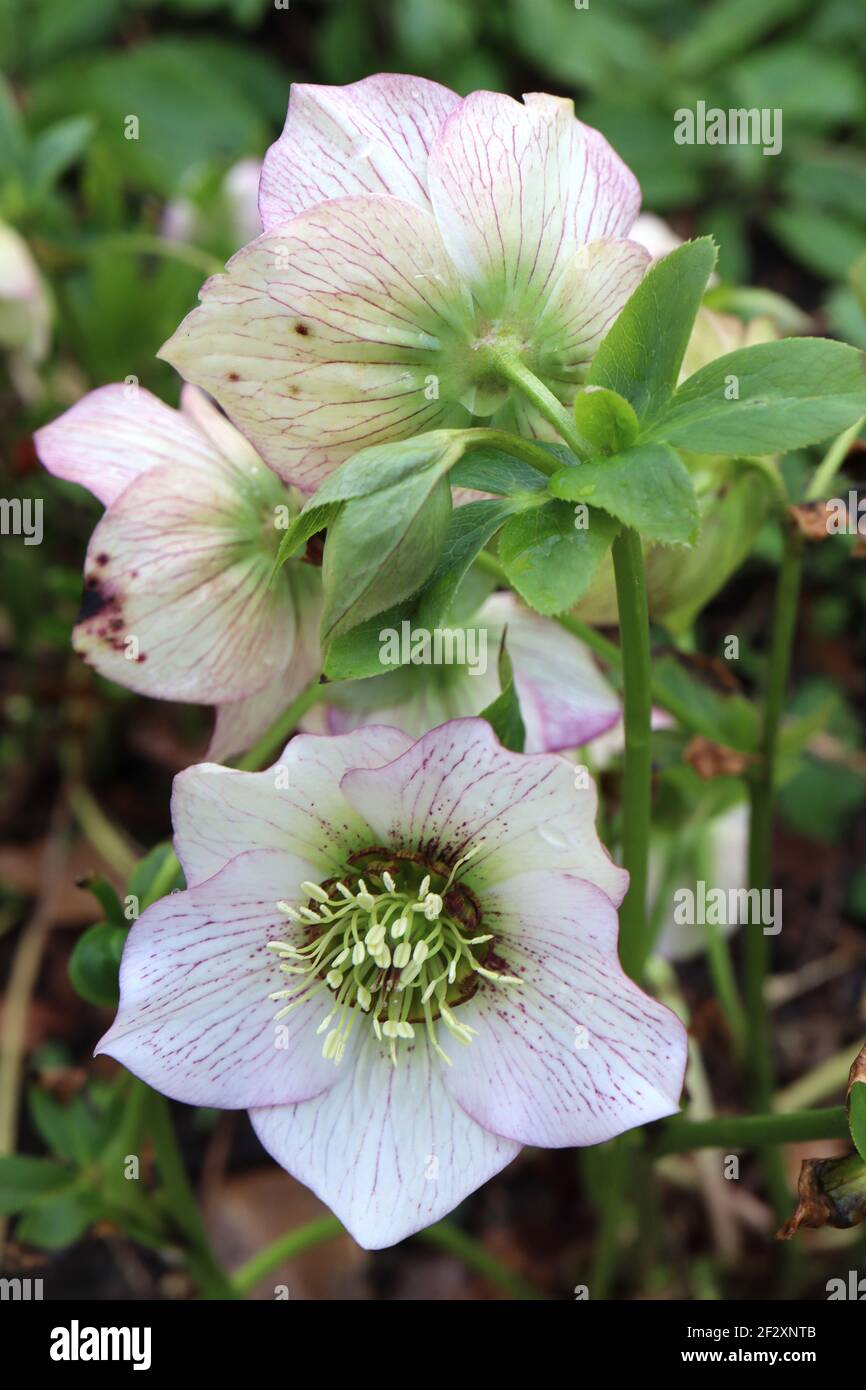 Helleborus x hybridus ‘Painted Bunting’ Hellebore Painted Bunting