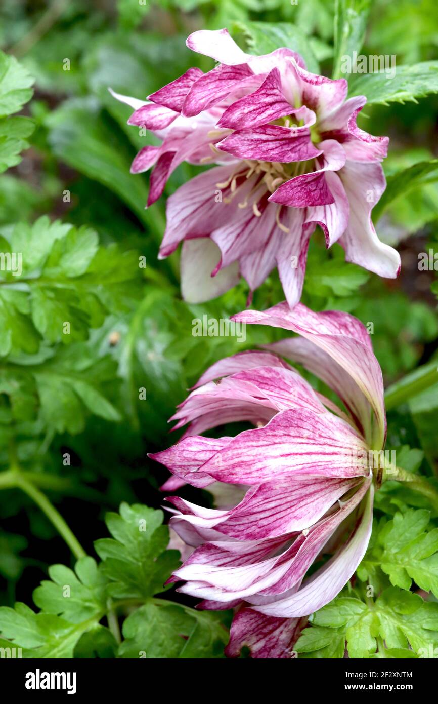 Helleborus x hybridus ‘Spring Promise Lily’ Hellebore Spring Promise Lily – double white flowers with dark pink veins and petal backs,  March, England Stock Photo