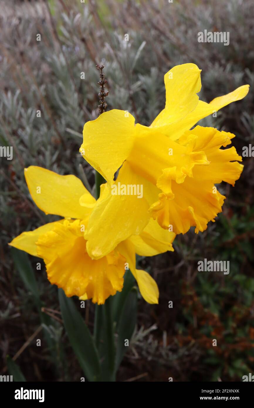 Narcissus ‘Dutch Master’ Division 1 Trumpet Daffodils  Dutch Master daffodil – golden yellow petals and flared frilled golden yellow trumpet,  March, Stock Photo