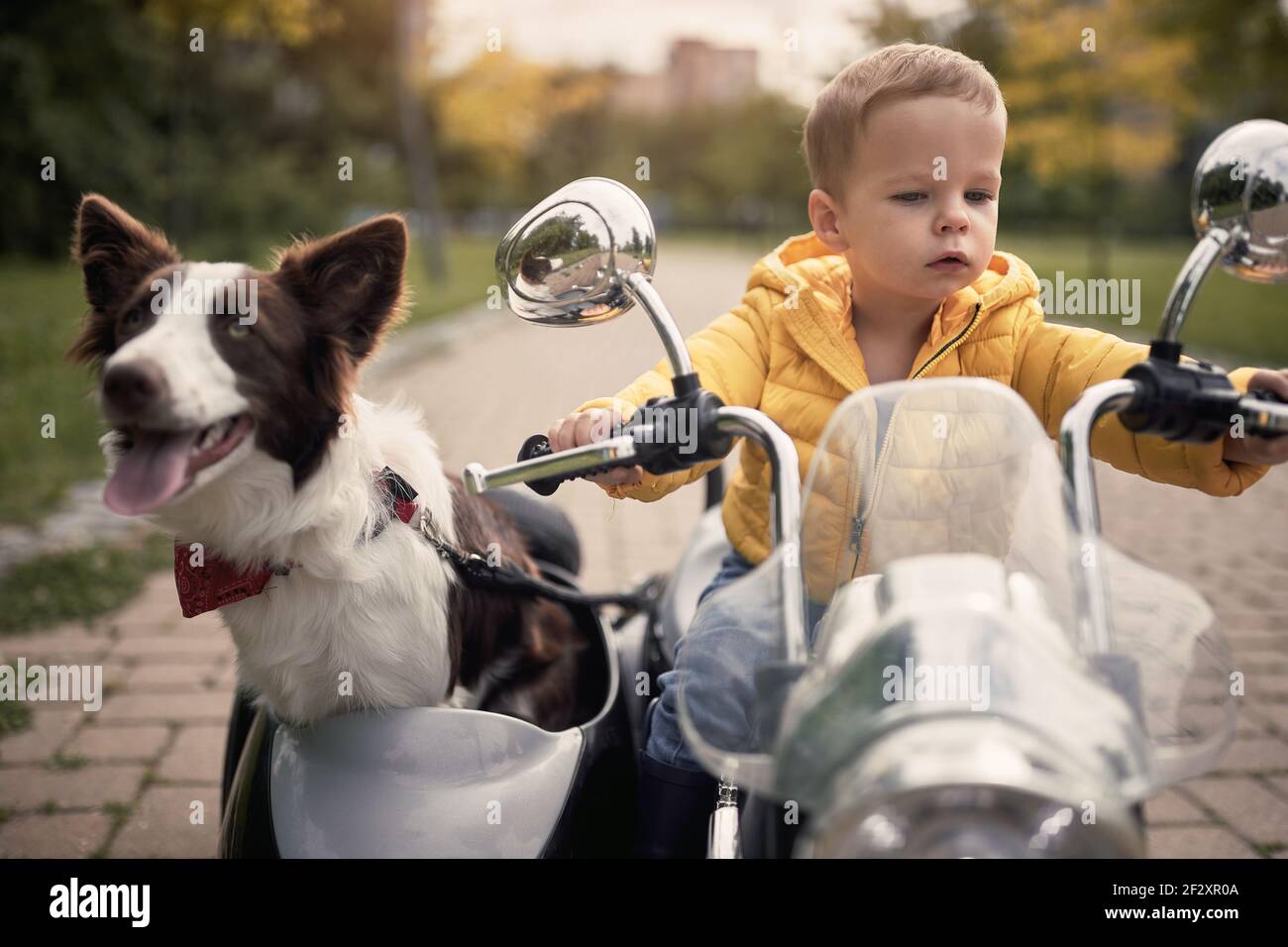 closeup of a cute little caucasian boy driving a dog in sidecar of