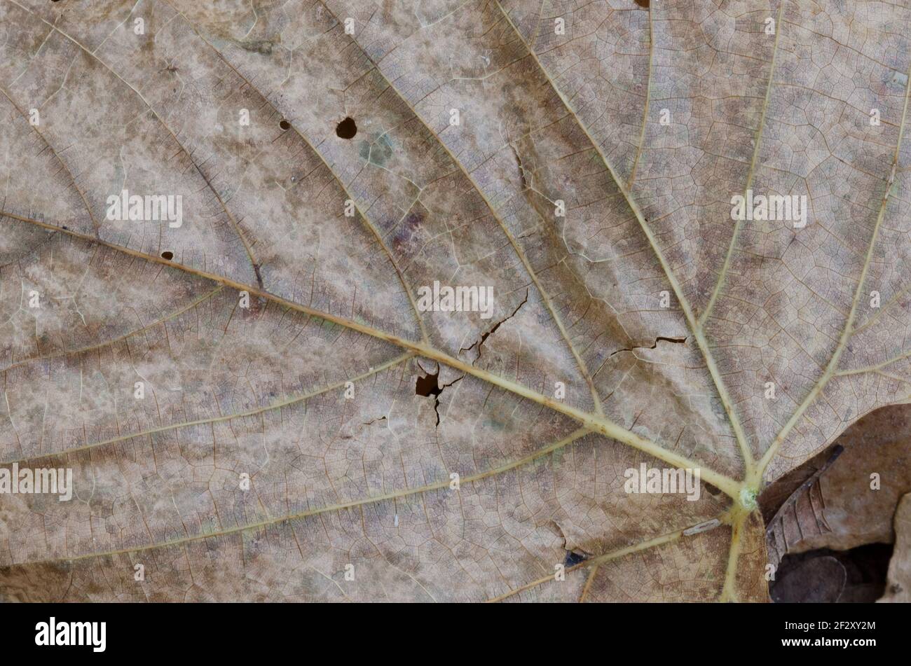 Eastern Redbud, Cercis canadensis, leaf on forest floor Stock Photo