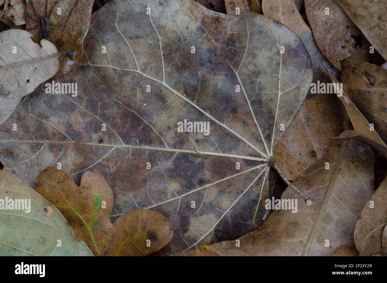Eastern Redbud, Cercis canadensis, leaf on forest floor Stock Photo