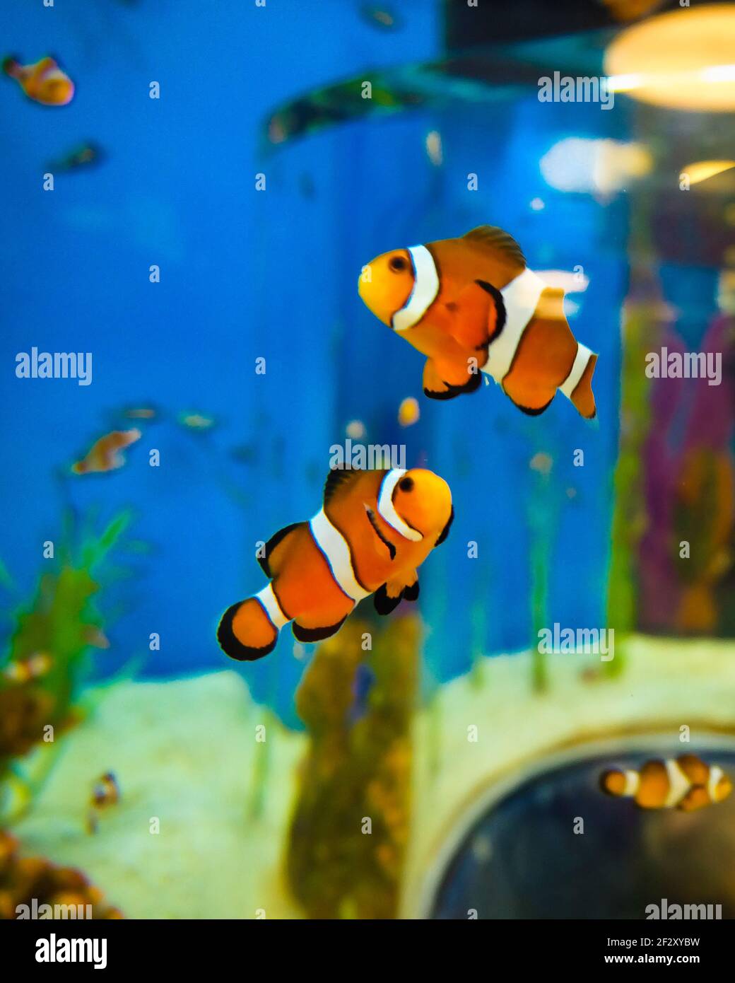 Two small ocellaris clownfishes swimming in the aquarium Stock Photo