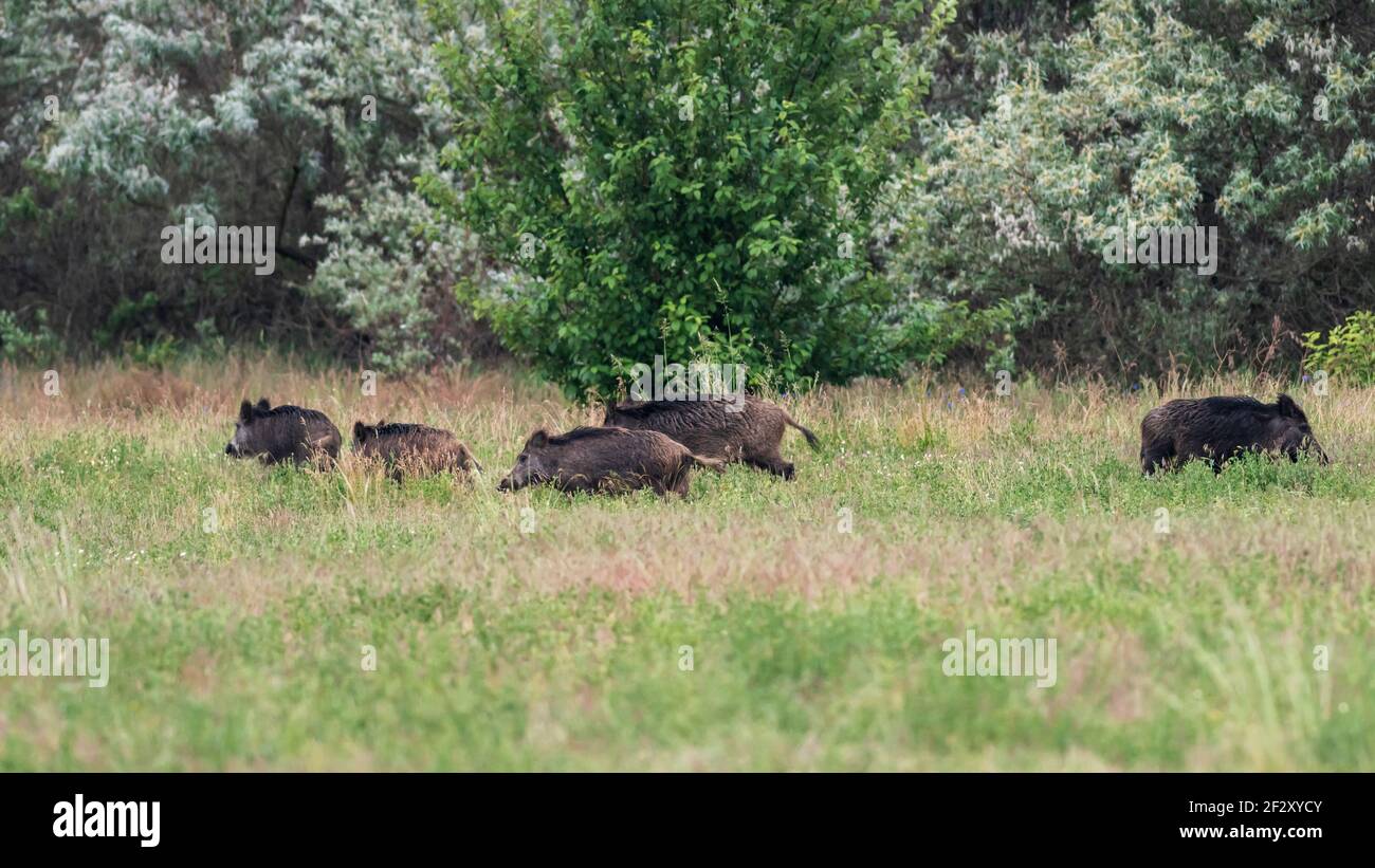 A pack of wild boars at the edge of the forest Stock Photo