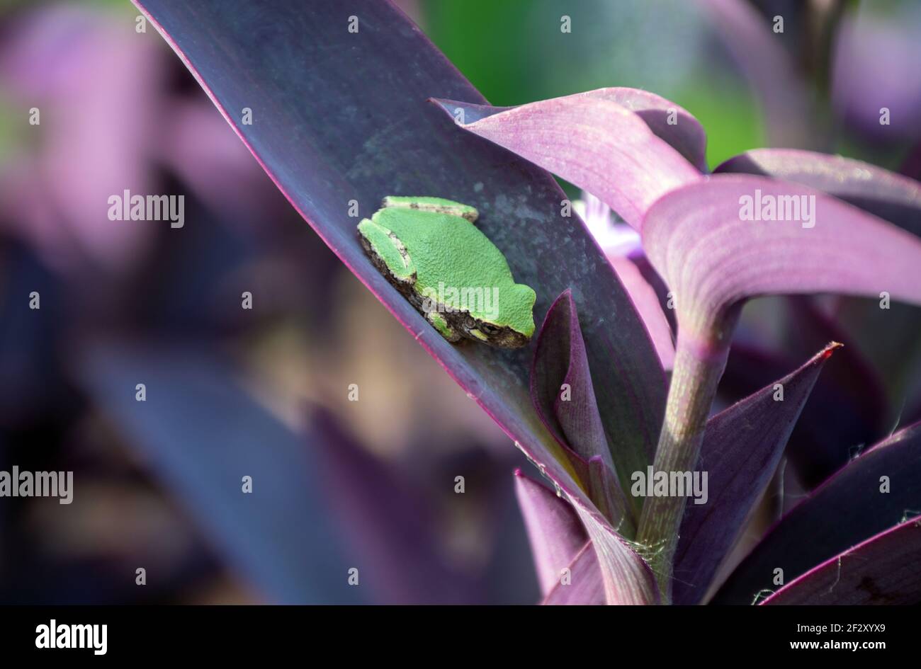 A little green treefrog rests contently on the purple leaf of a wandering jew plant in Missouri. Bokeh effect draws attention to the detail of the fro Stock Photo