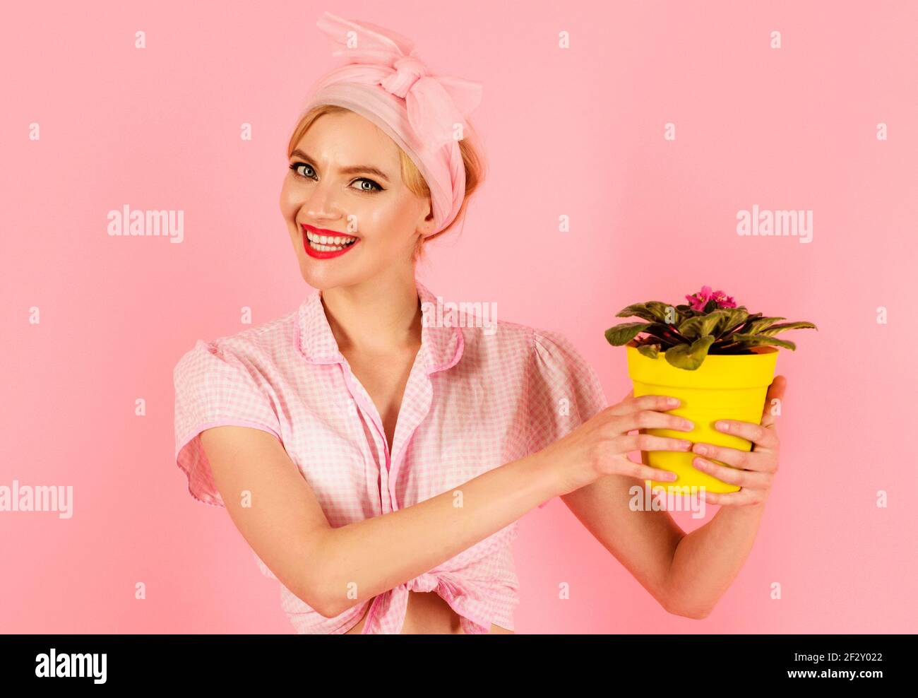 Smiling woman with potted Saintpaulia flower. Girl cultivating flowers. Saintpaulia African violets. Stock Photo