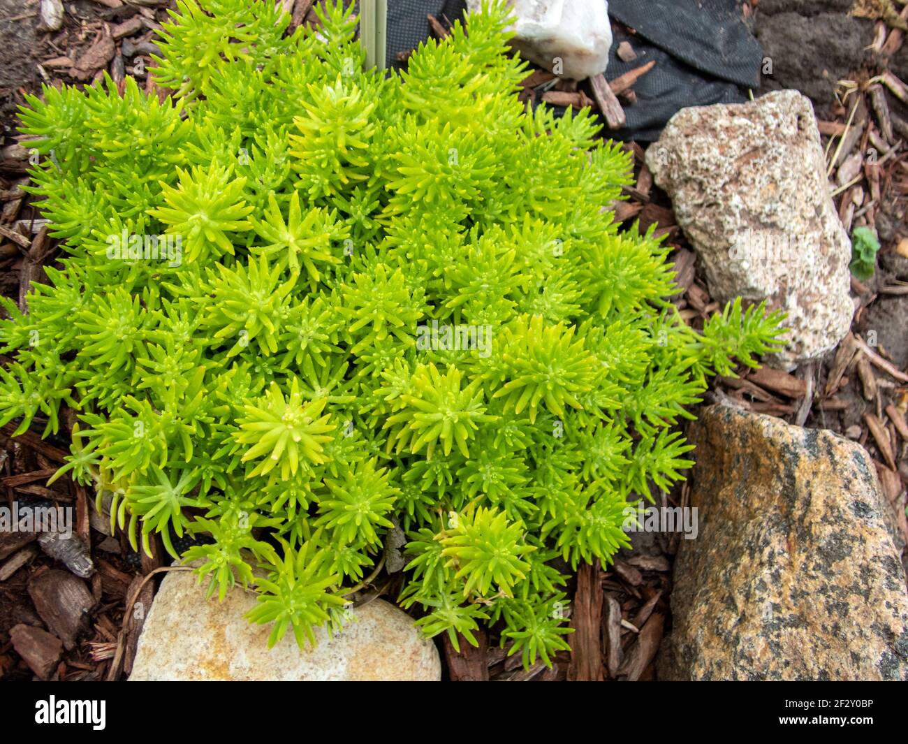 Pretty and unique the green lemon ball sedum in the Missouri rock garden offers a touch of stress relief and calmness with its unique refreshing sprig Stock Photo