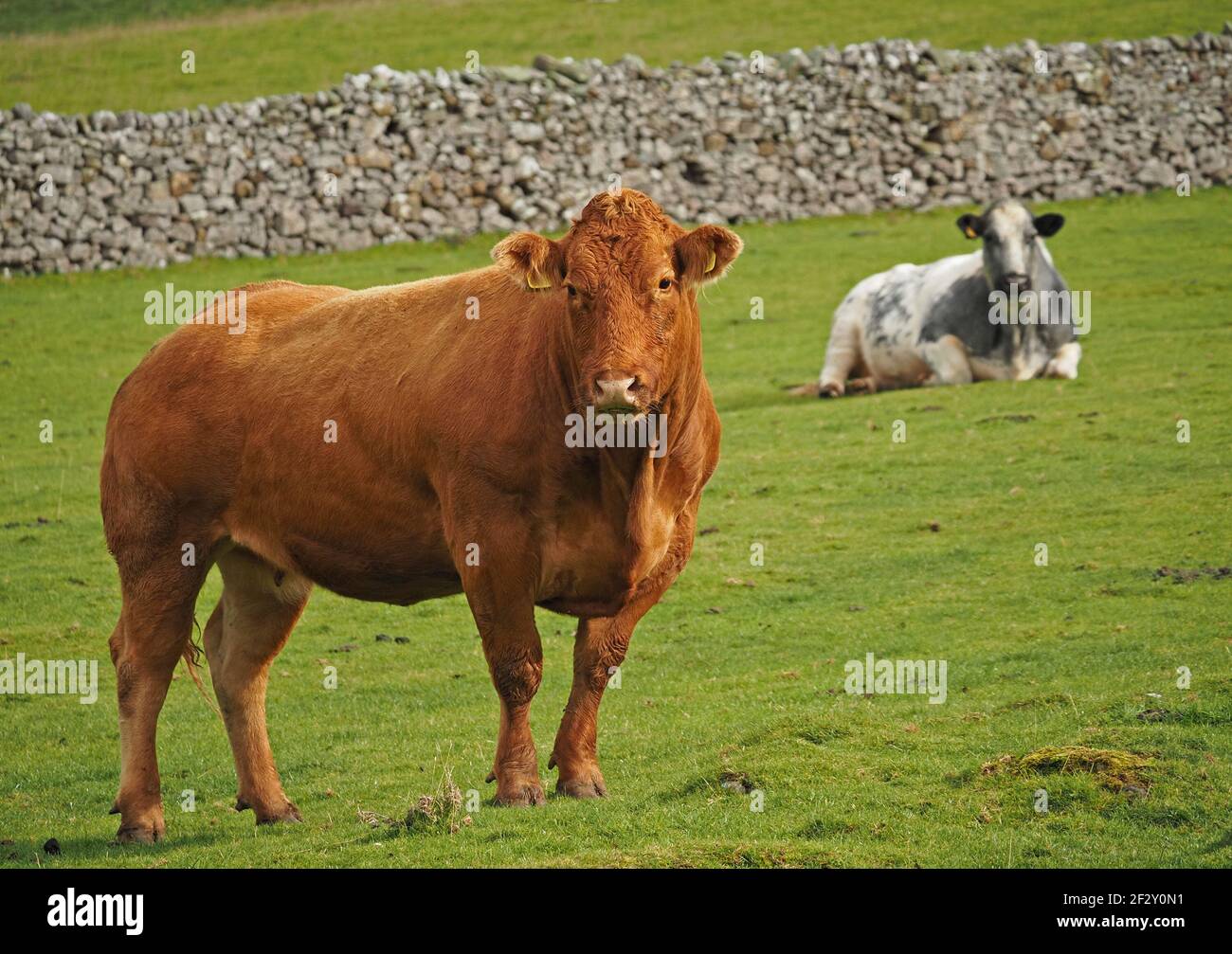 strong brown beef cow standing in field with drystone wall & seated