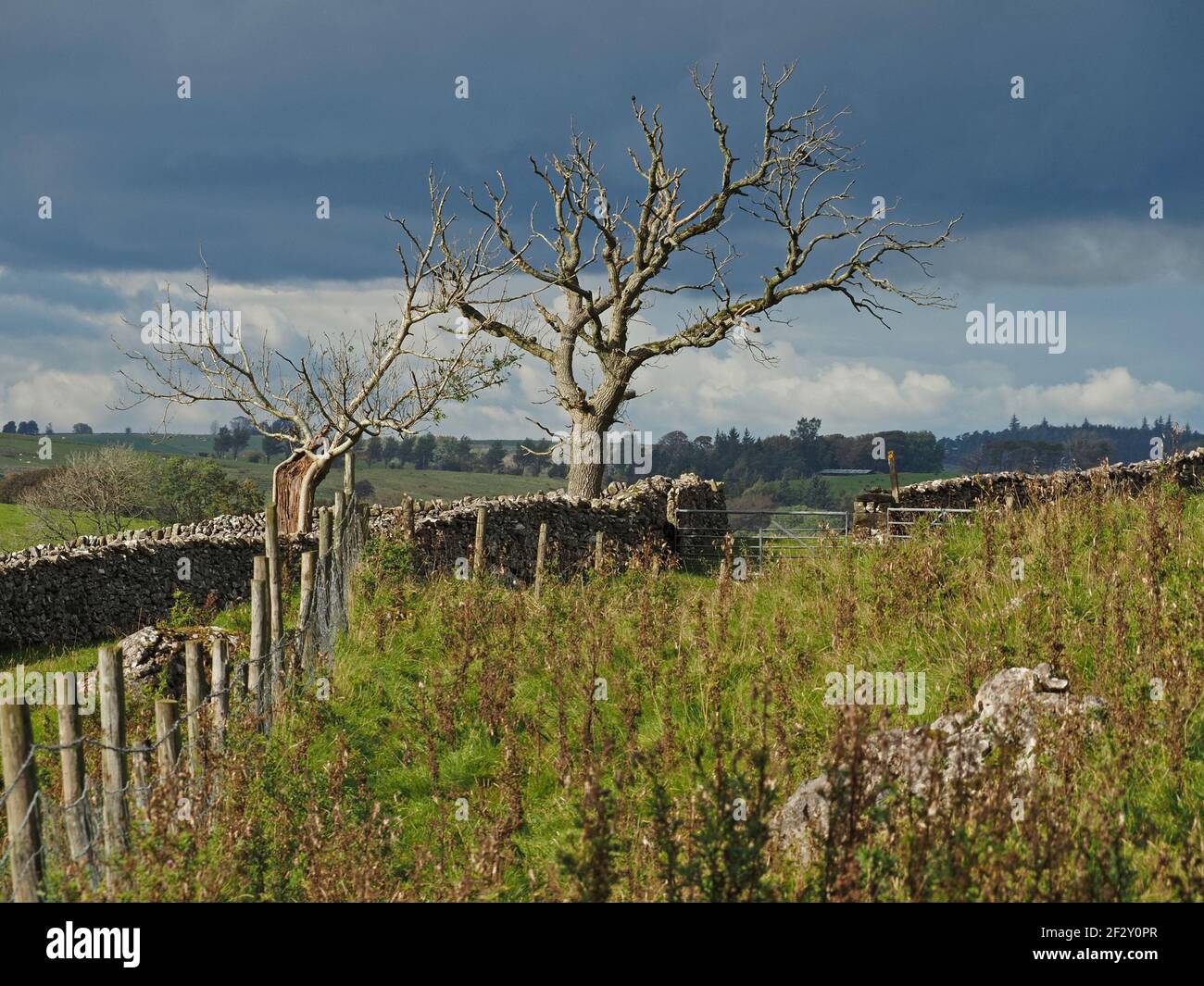 northern landscape with grey skies & broken sunshine above dead trees beside dry-stone walls & fences in Eden Valley, Cumbria, England, UK Stock Photo