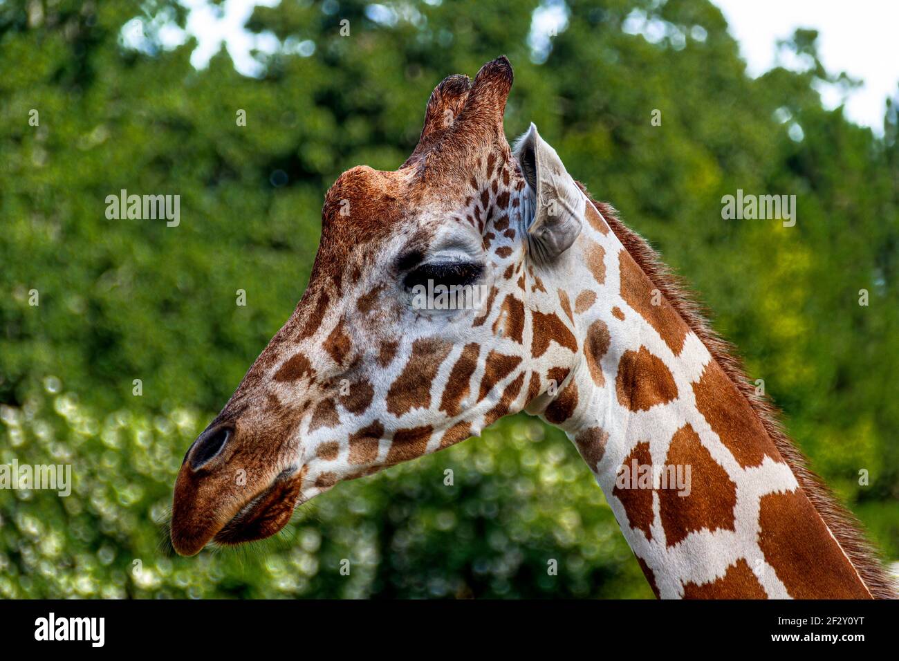 The reticulated giraffe, also known as the Somali giraffe, is a subspecies of giraffe native to the Horn of Africa. Stock Photo