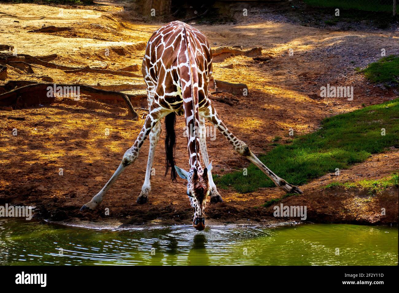 The reticulated giraffe (Giraffa camelopardalis reticulata), also known as the Somali giraffe, is a subspecies of giraffe native to the Horn of Africa Stock Photo