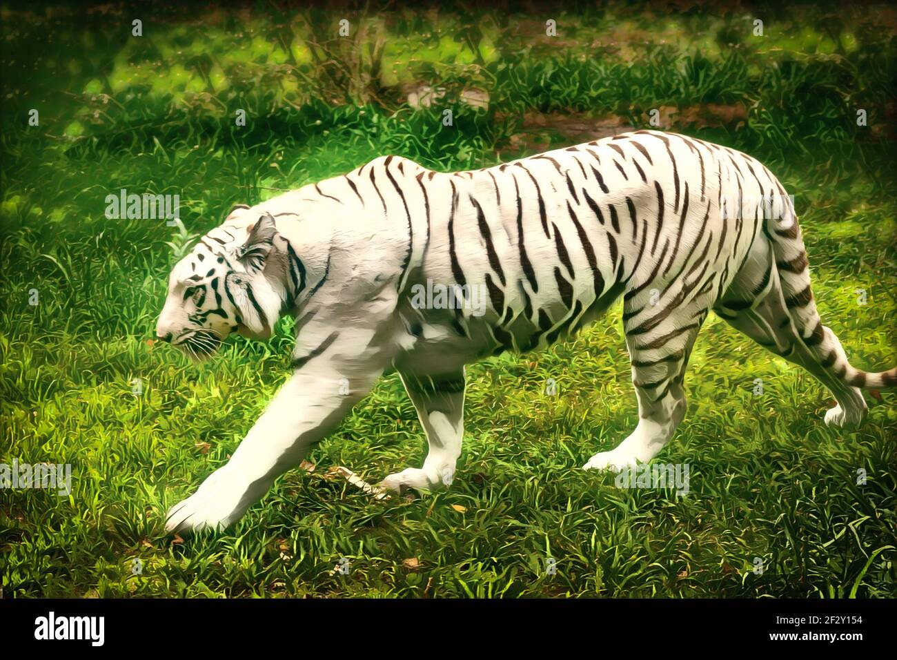 The White Bengal Tiger is a subspecies of Tiger, found throughout the Indian subcontinent Stock Photo