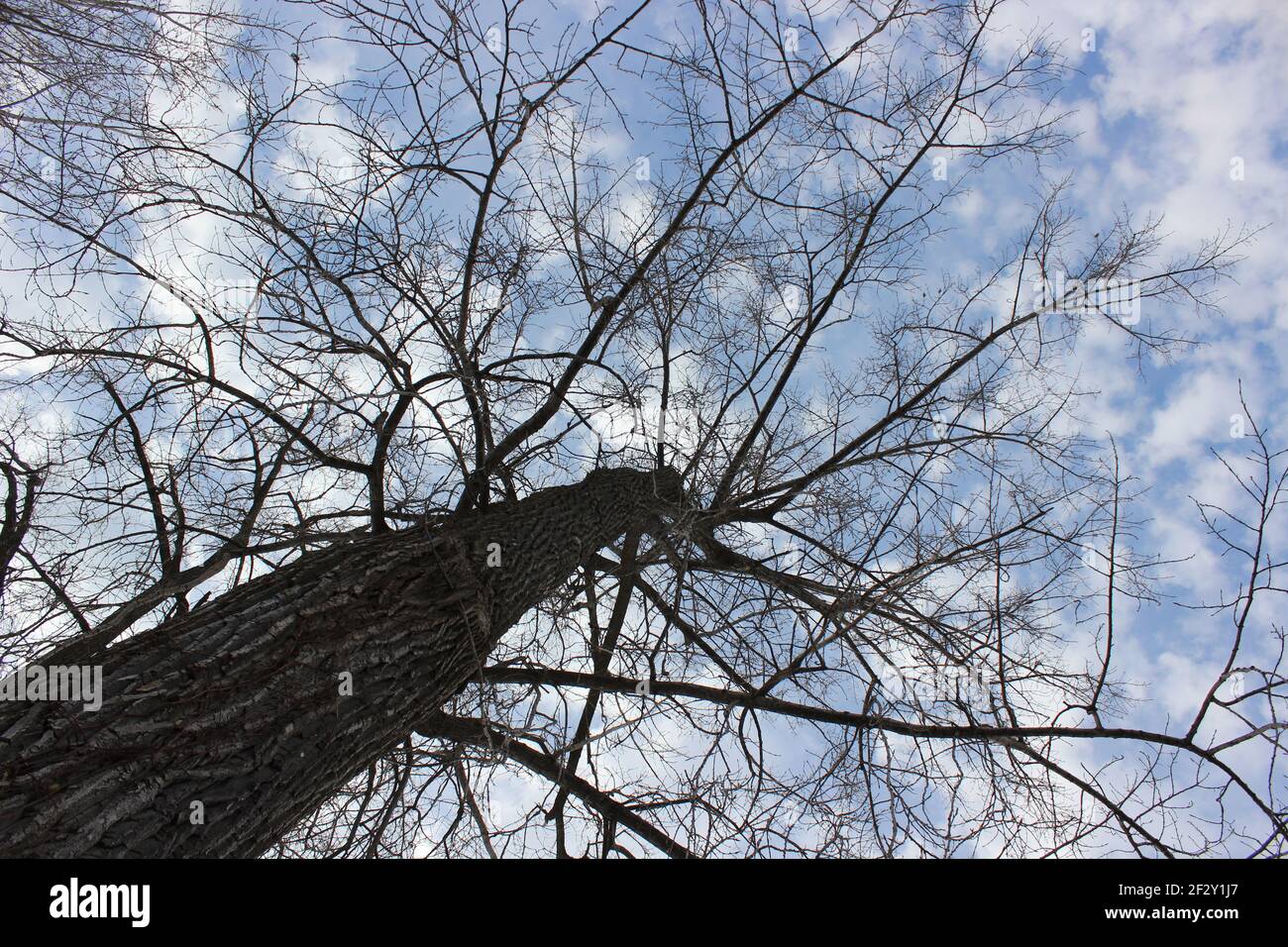 A giant tree has branches covering a blue sky with clouds Stock Photo ...