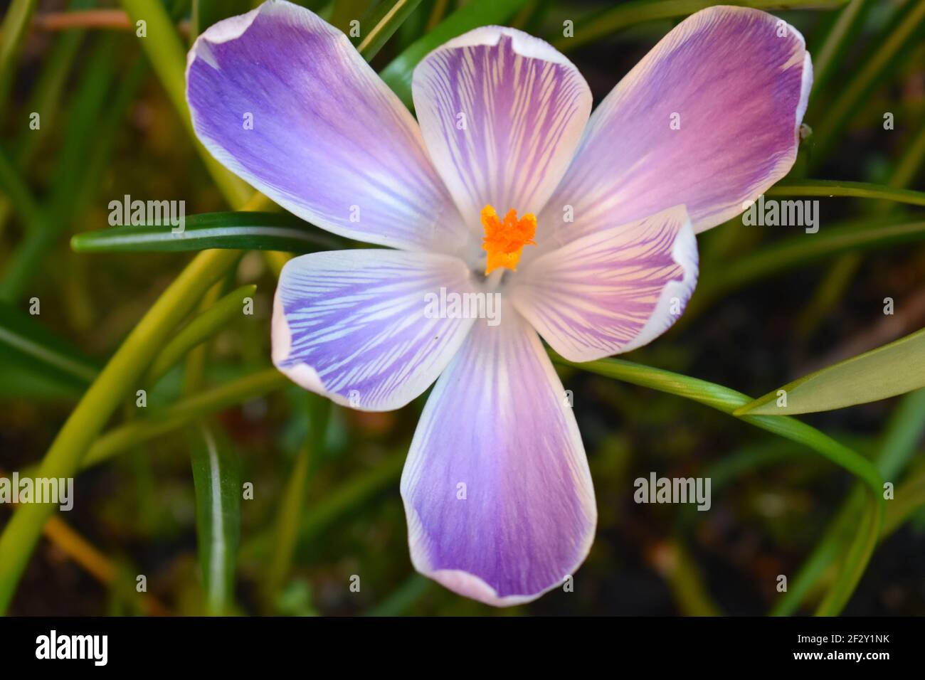 Dutch crocus is spring blooming bulb with large yellow white purple to striped and bronze flowers It grows tall planted in rock gardens or flower beds Stock Photo