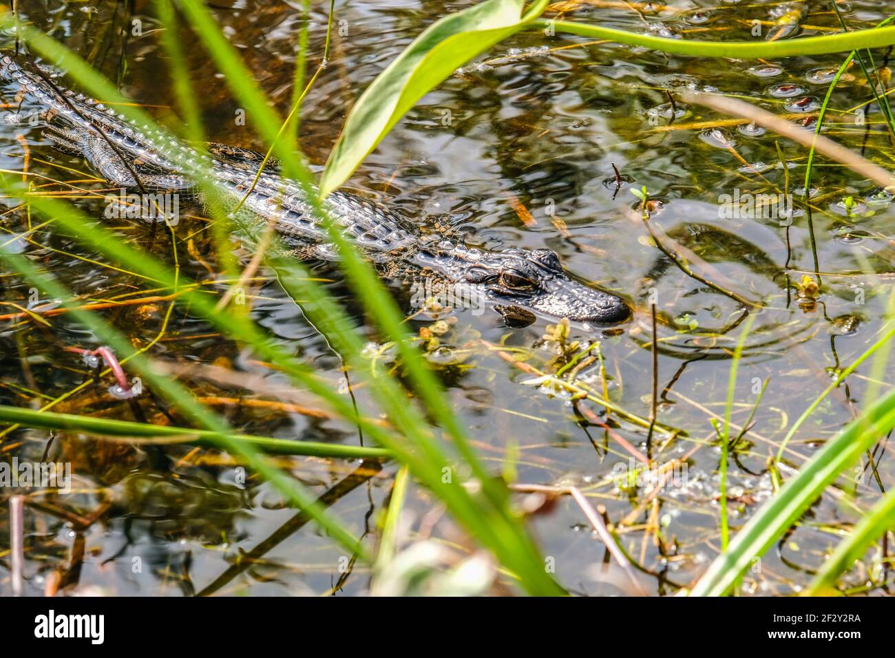 A small young crocodile resting in water Stock Photo