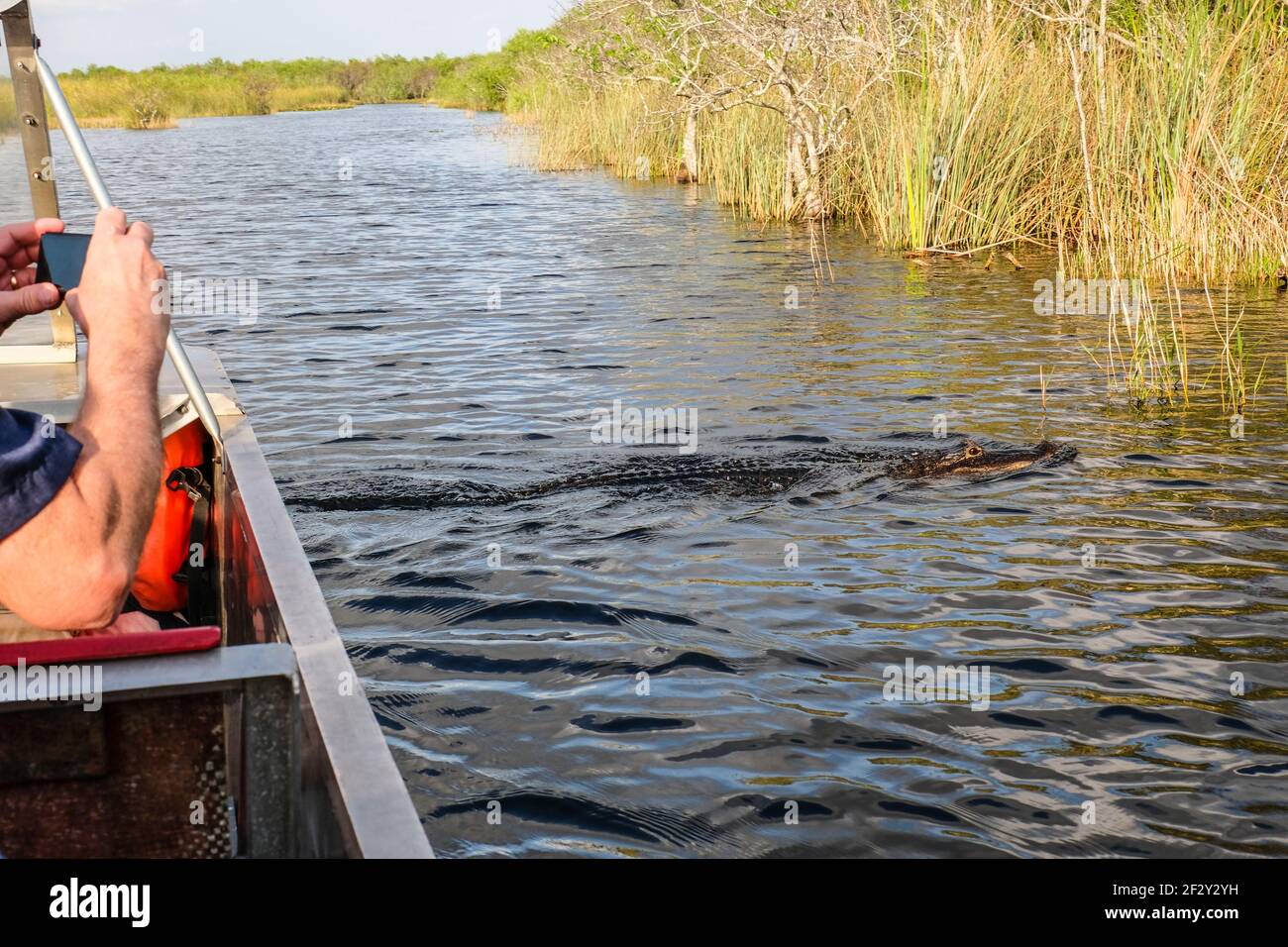 Tourists taking picture of a swimming crocodile from an air boat in Everglades National Park in Florida Stock Photo