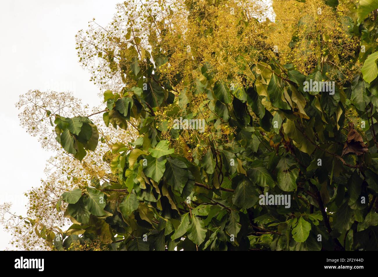 The fragrant teak flowers (Tectona grandis) blooming, arranged in dense clusters at the end of the branches, with cloudy sky background in Yogyakarta, Stock Photo
