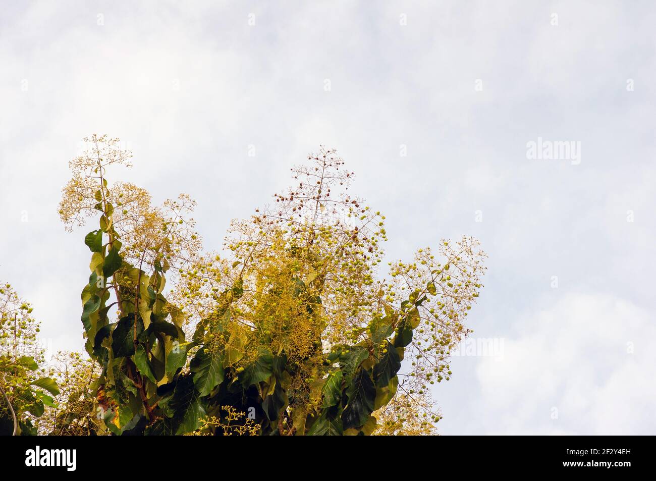 The fragrant teak flowers (Tectona grandis) blooming, arranged in dense