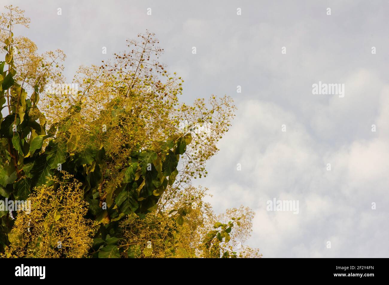 The fragrant teak flowers (Tectona grandis) blooming, arranged in dense