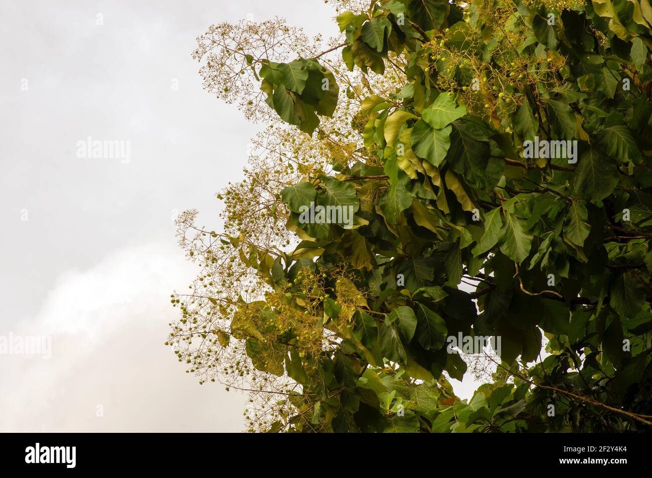 The fragrant teak flowers (Tectona grandis) blooming, arranged in dense