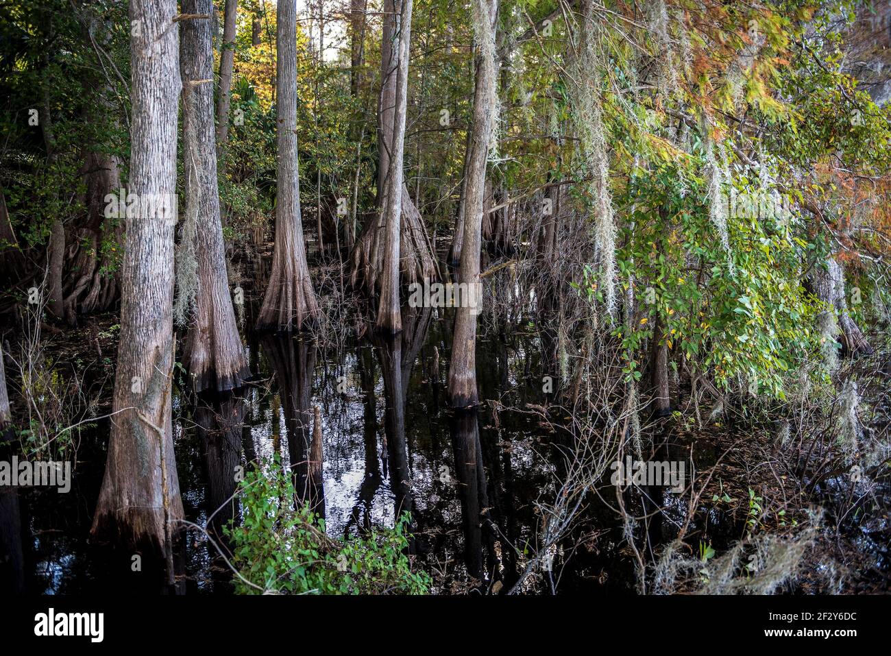 a group of pond cypress tree trunks (Taxodium ascendens) standing in still dark water, Lake Ashby Park, Florida, USA. Stock Photo
